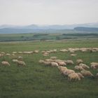 Schafe - Rumänien 0607