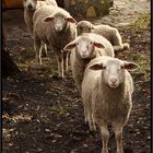 Schafe schauen mich an
