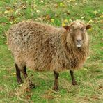 Schafe sind überall    -     sogar mit Ohrring :)