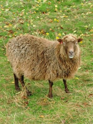 Schafe sind überall    -     sogar mit Ohrring :)