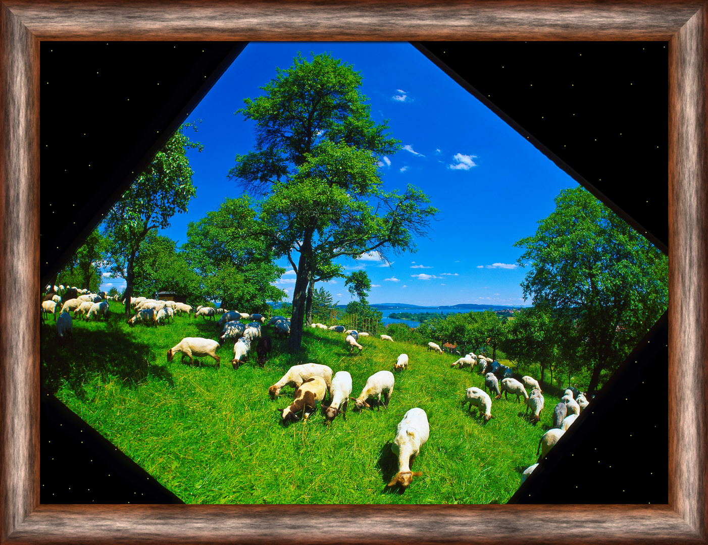 Schafe, Sommer, oberhalb von Wallhausen am Bodensee