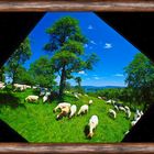 Schafe, Sommer, oberhalb von Wallhausen am Bodensee