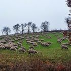 Schafe soweit das Auge reicht