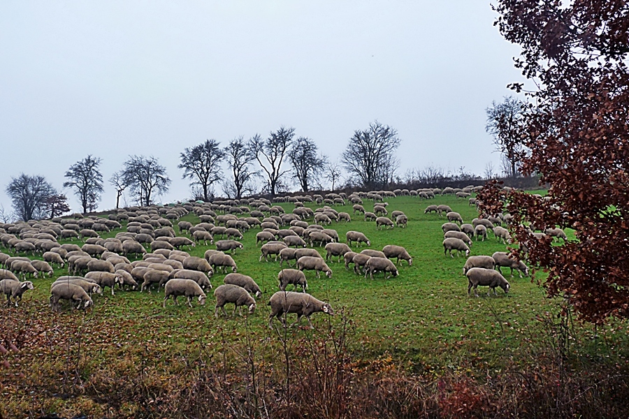 Schafe soweit das Auge reicht