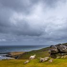 Schafe, Steine und Küste
