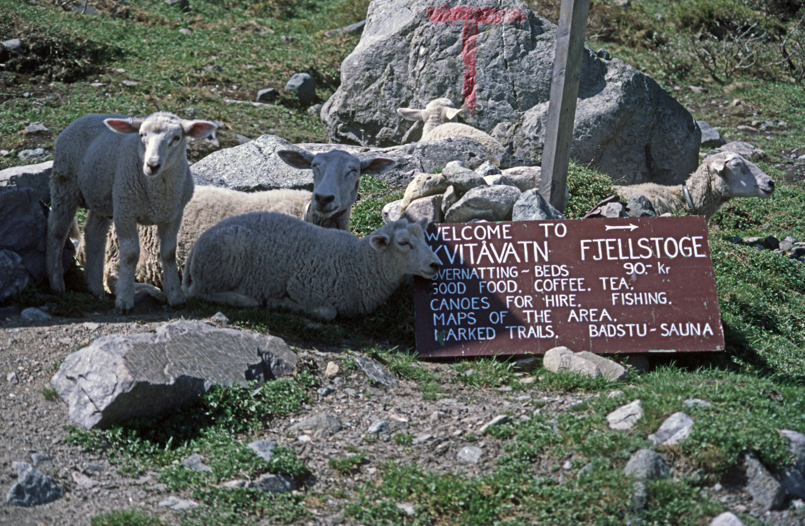 Schafe suchen Schatten auf dem Gaustatoppen 