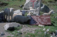 Schafe suchen Schatten auf dem Gaustatoppen 