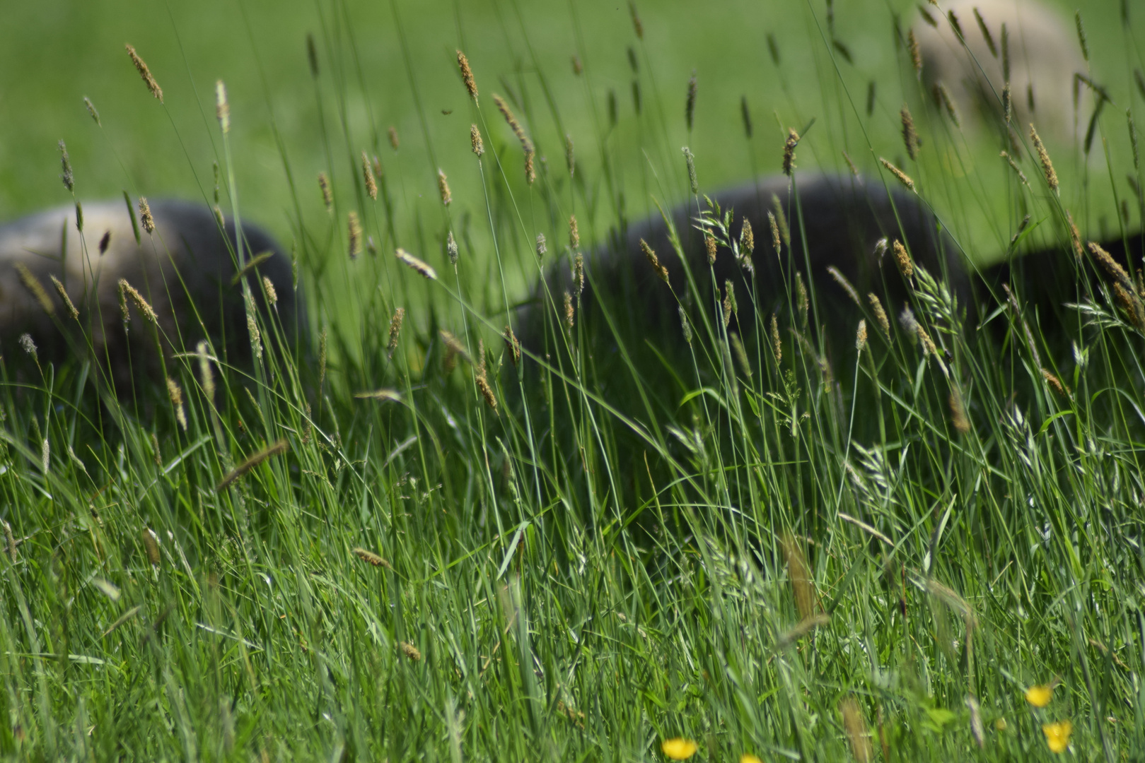 Schafe tief im Gras/ auf unserem weideland