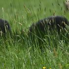 Schafe tief im Gras/ auf unserem weideland