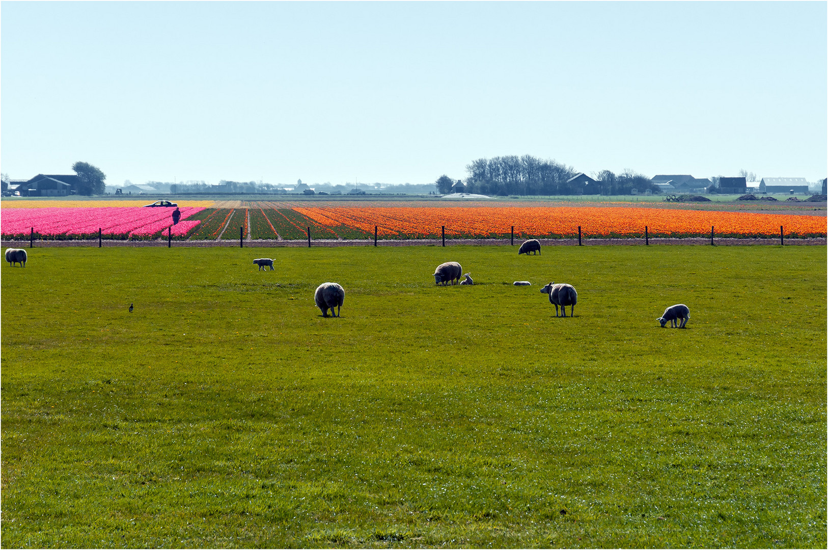 Schafe-Tulpen-Texel