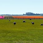 Schafe-Tulpen-Texel