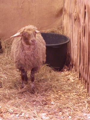 Schafe überall -  Weihnachtsschaf