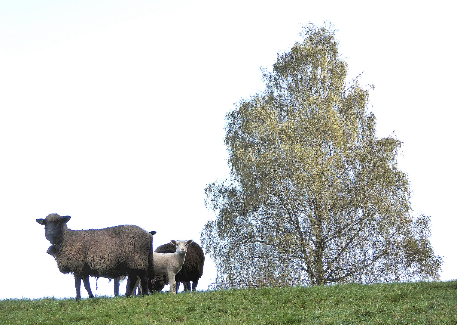 Schafe und Baum