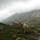 Schafe und Böcke