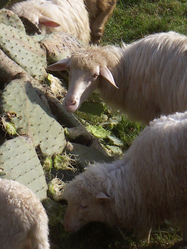 Schafe und Feigenkaktus