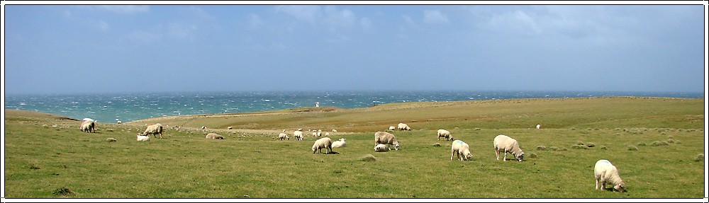 Schafe und Meer