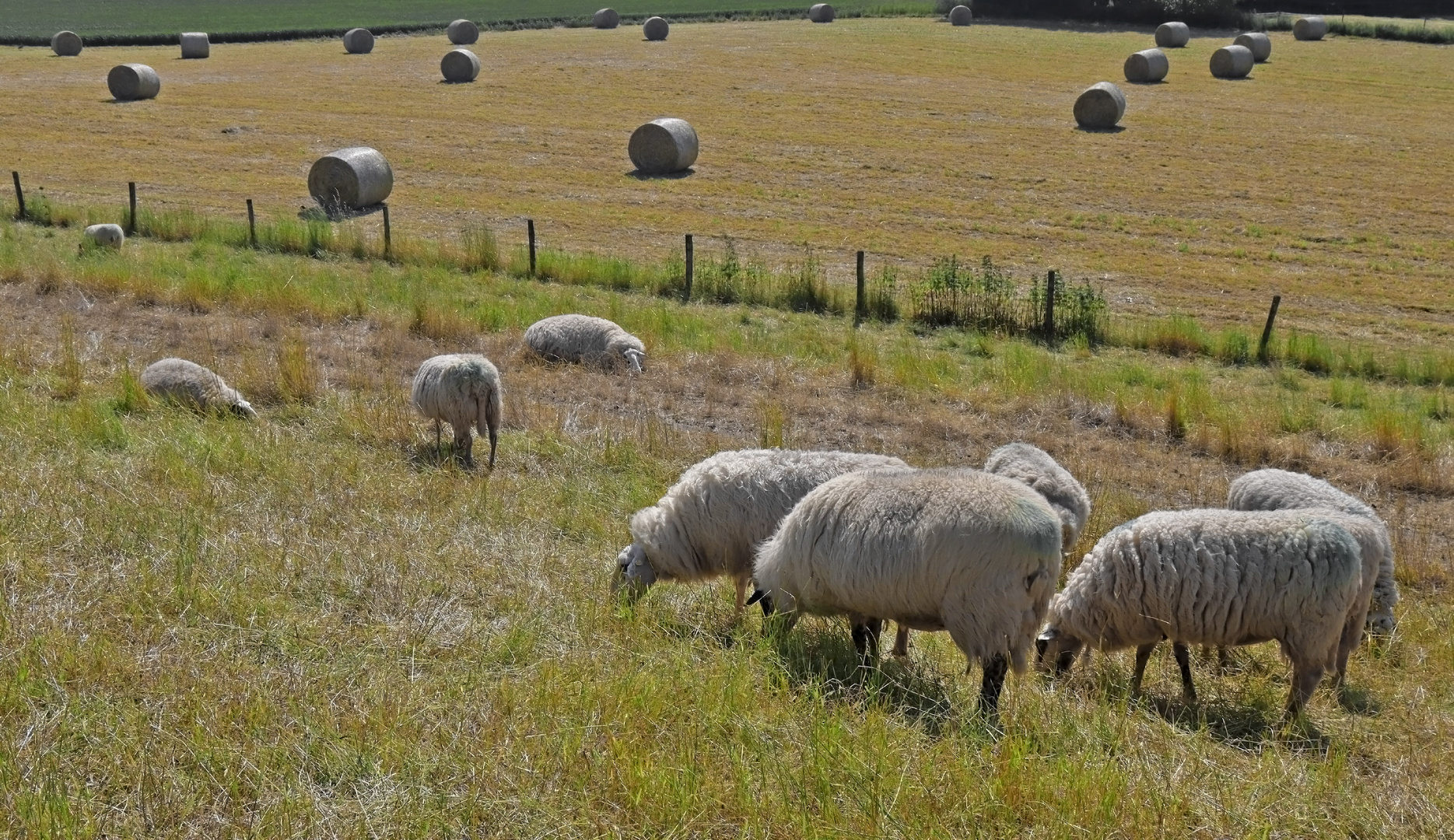 Schafe und Rollen