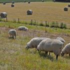 Schafe und Rollen