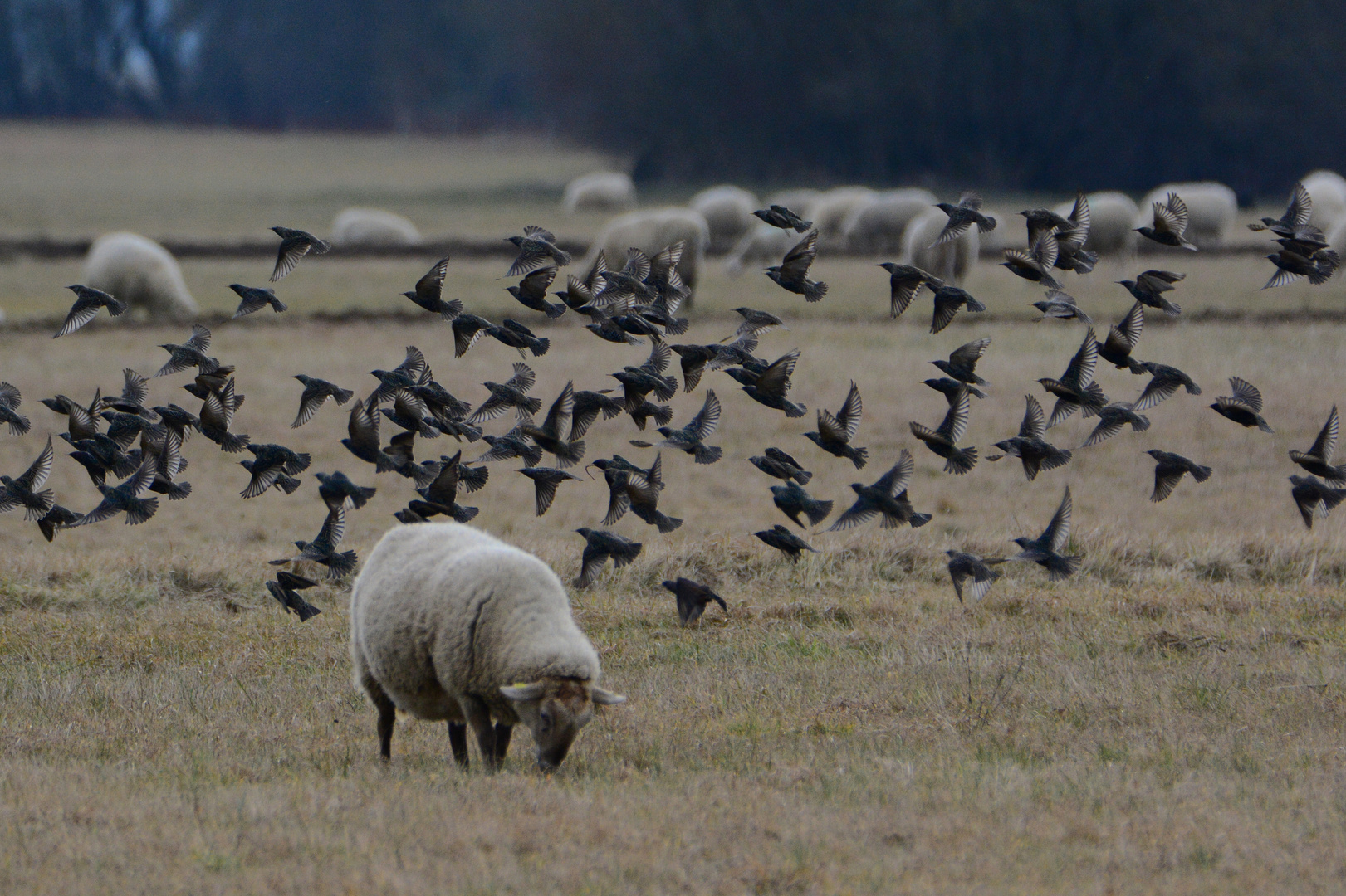 Schafe und Stare