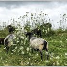 Schafe und Wilde Möhre am Schutzdeich