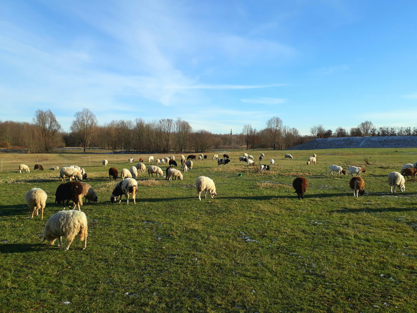 Schafe und Ziegen