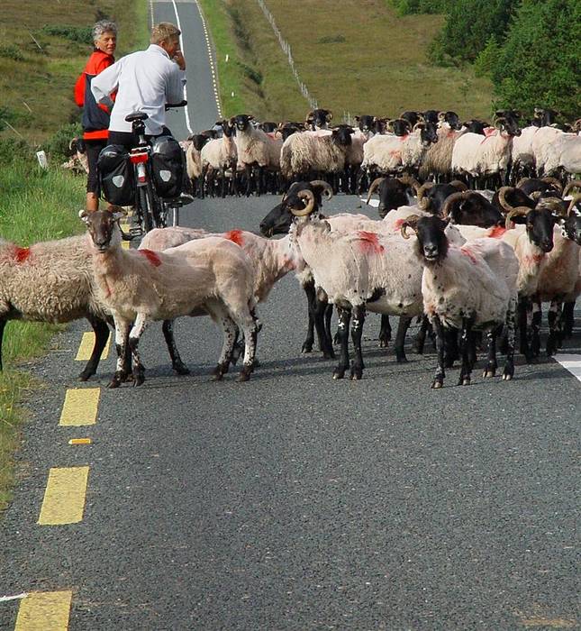 Schafe! unter Schafen