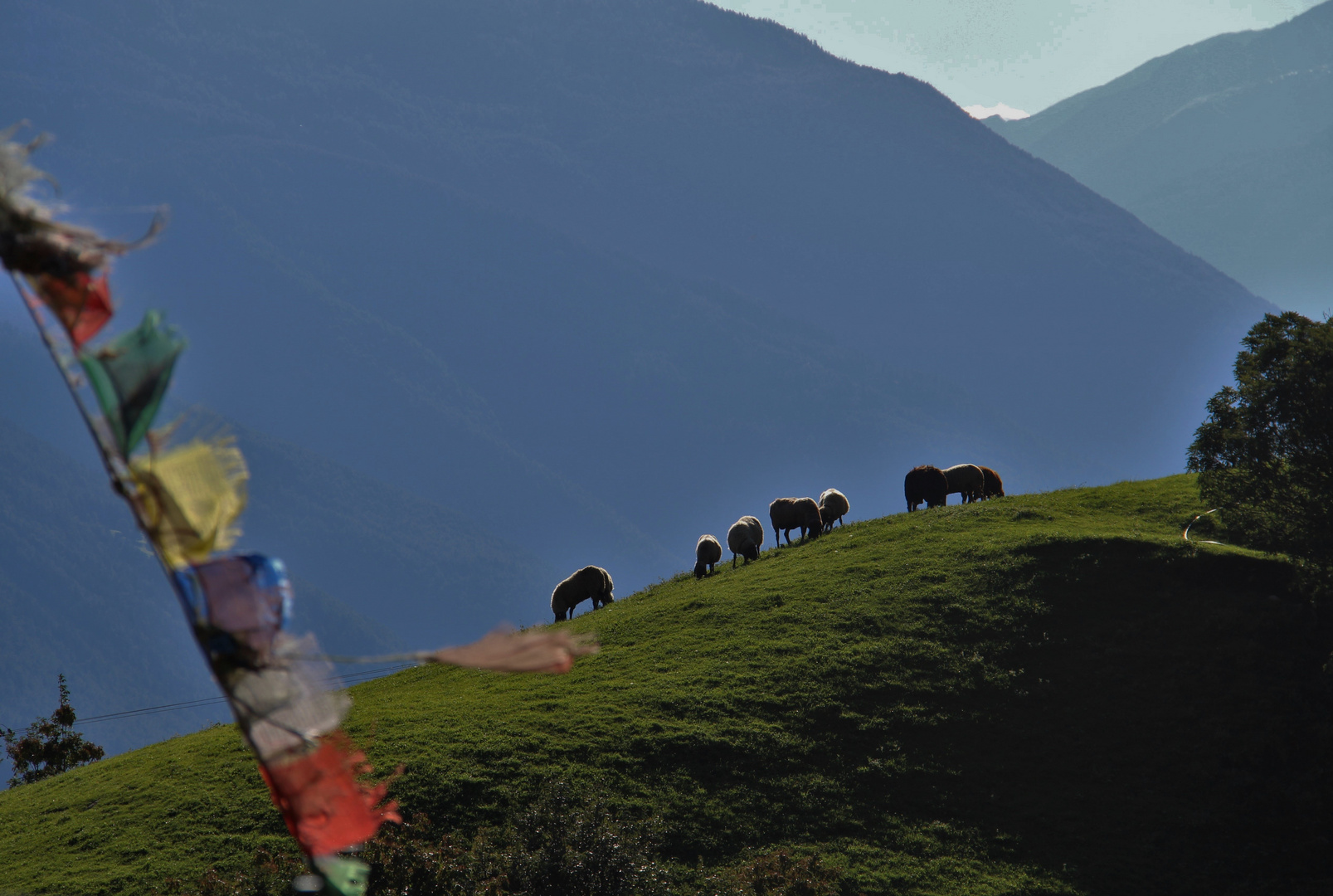 Schafe vor Berglandschaft