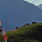 Schafe vor Berglandschaft