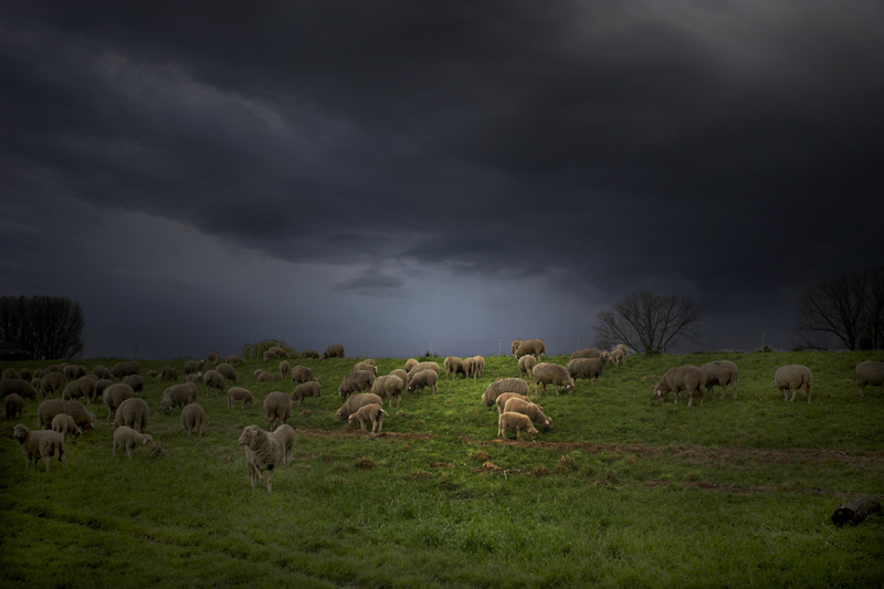 Schafe vor dem Gewitter