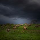 Schafe vor dem Gewitter