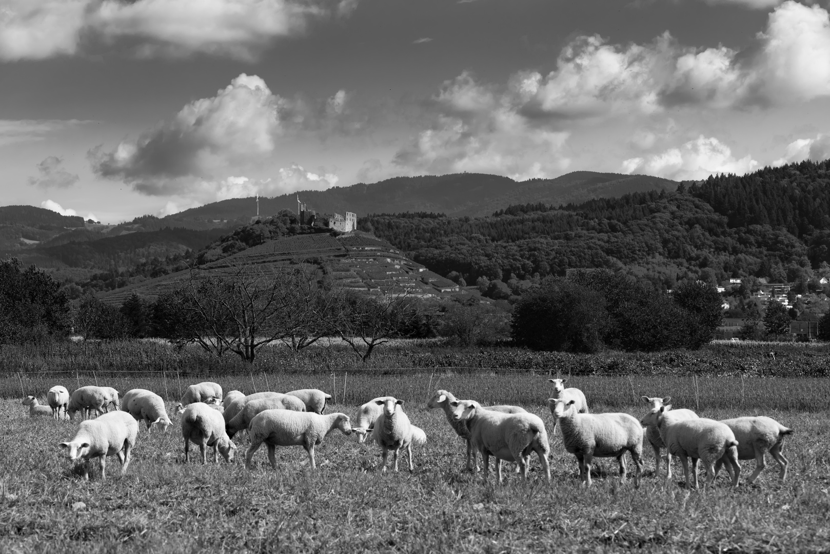 Schafe vor dem Schwarzwald