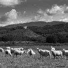 Schafe vor dem Schwarzwald