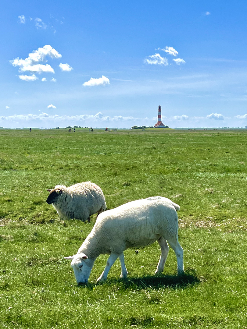 Schafe vor dem Westerhever Leuchtturm. 