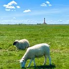 Schafe vor dem Westerhever Leuchtturm. 