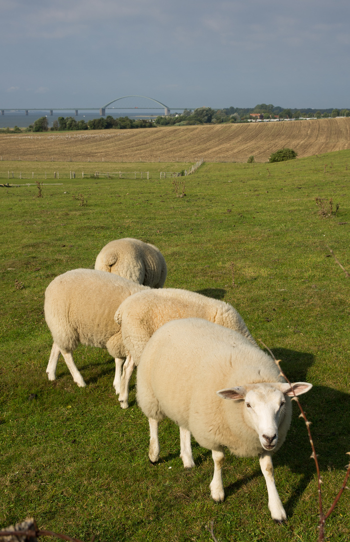 Schafe vor Fehmarnsundbrücke