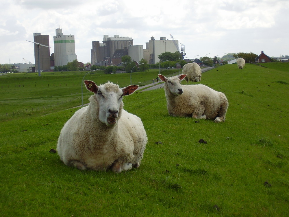 Schafe vor Husum