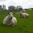 Schafe vor Husum