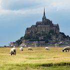 Schafe vor Mont St Michel