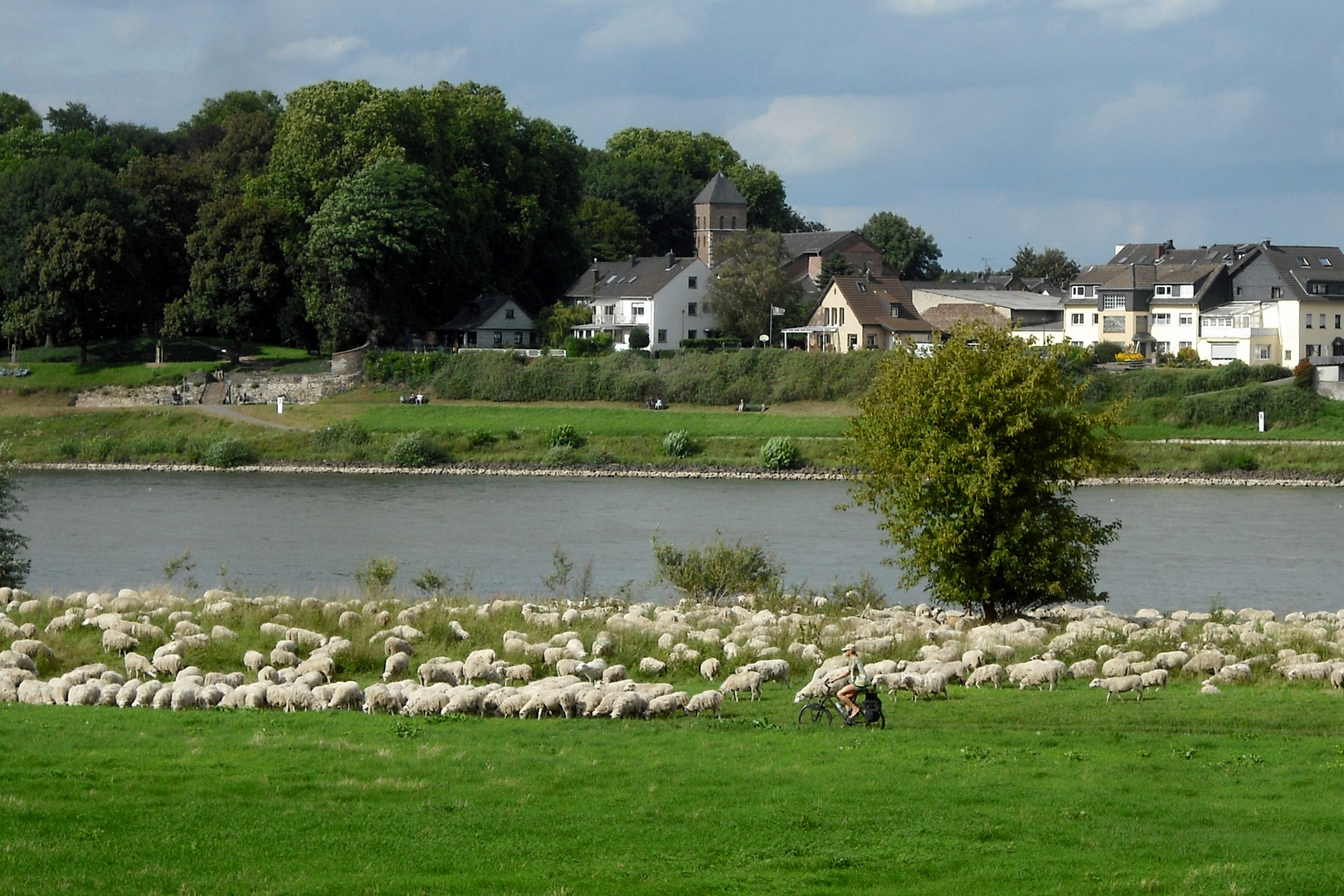 Schafe vor Stammheim