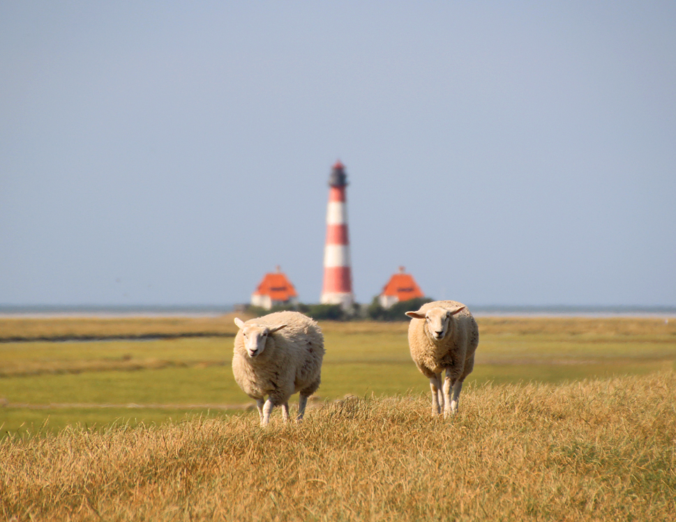 Schafe vor Westerhever