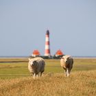 Schafe vor Westerhever