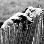 Schafe warten auf s Fressen 