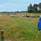 Schafe weiden auf der Plantage Vejers Nord