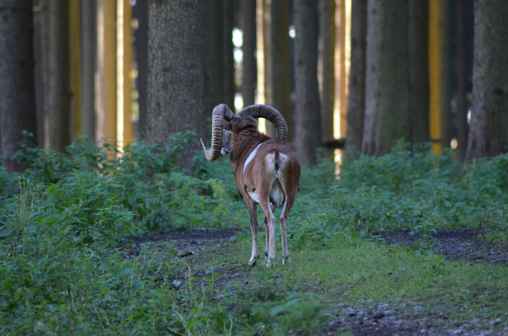 Schafe - Widder