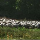 Schafe zählen...