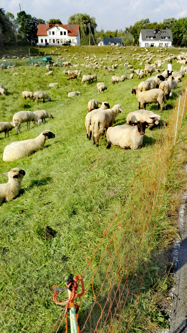 Schafe zählen