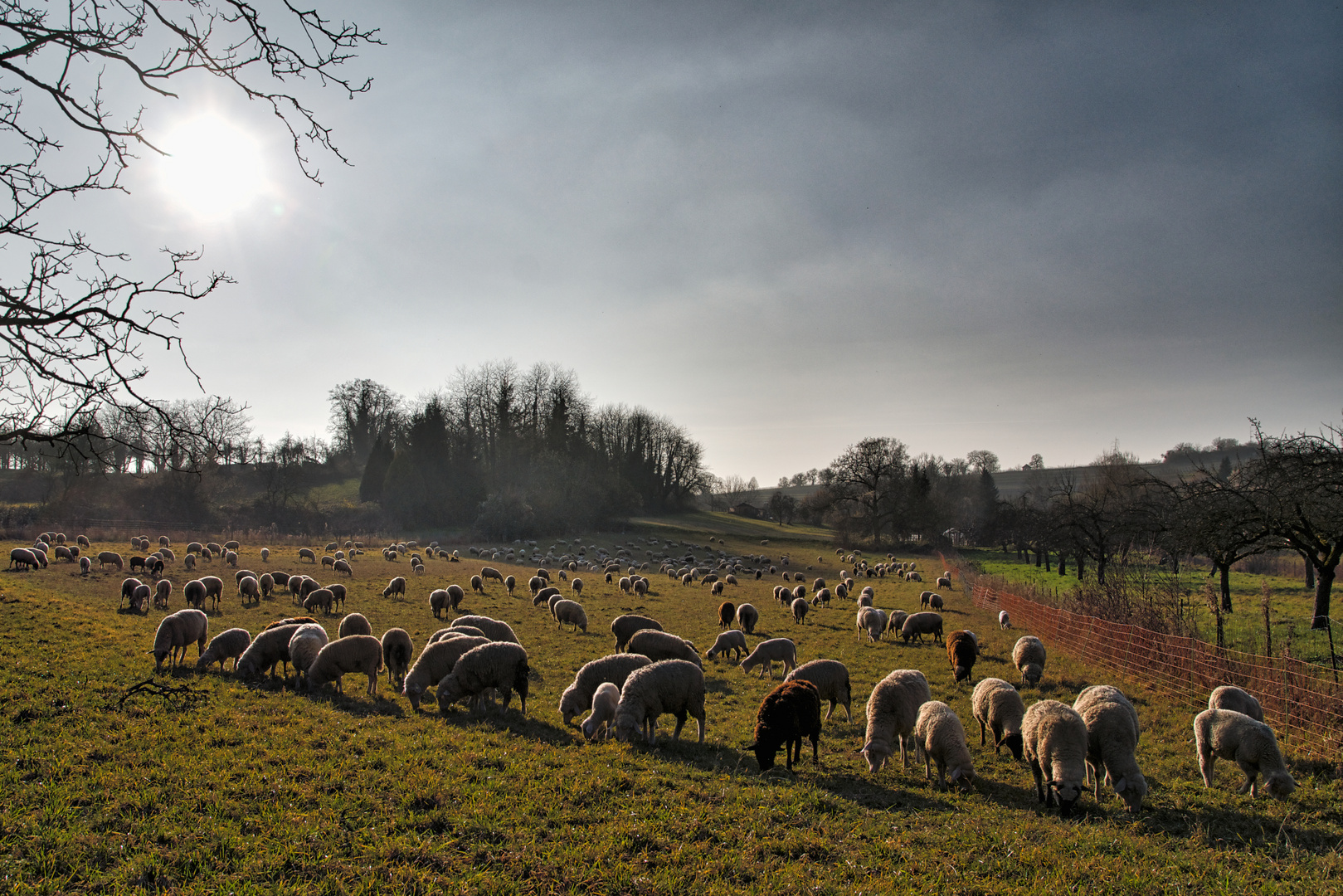 Schafe zählen in der Frühlingssonne