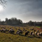 Schafe zählen in der Frühlingssonne
