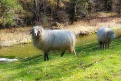 Schafe zur Linken