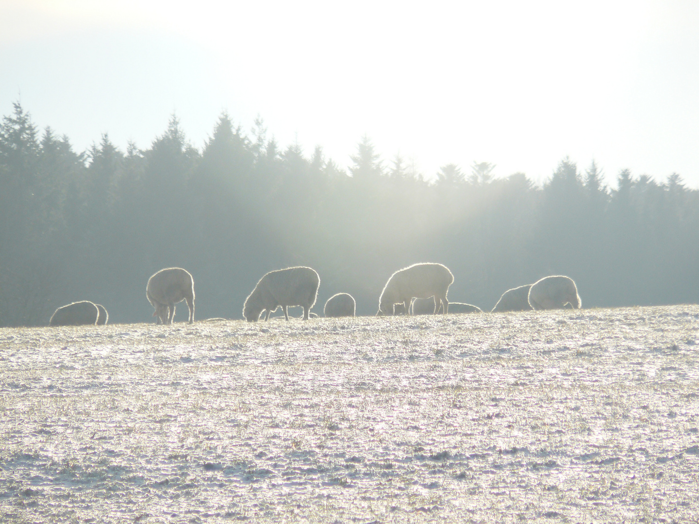 Schafeherde an Weihnachten